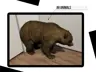 Capturas de tela 1