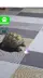 Capturas de tela 4