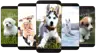 4 擷圖